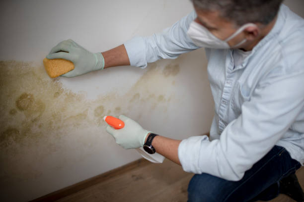 Forensic Mold Investigation in Odessa, FL